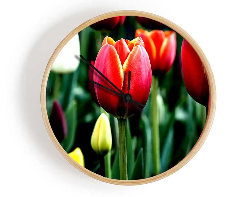 Tulips In Bloom Clock - Wallart-Direct UK