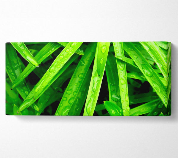 Green Leaves
