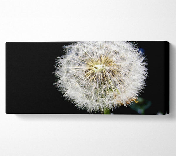Dandelion Dream