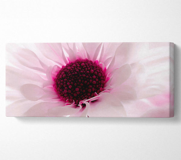 Pink Centre Daisy
