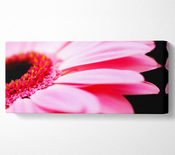 Pink Gerbera Close-Up