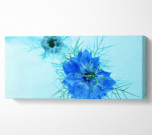Blau auf blauer Blume