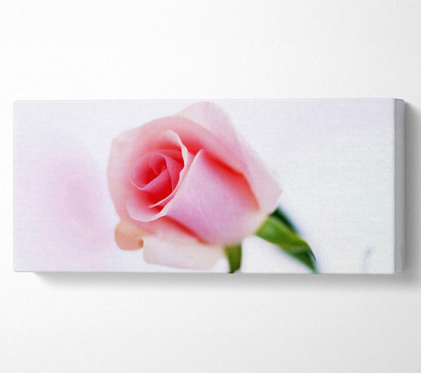 Einzelne rosa Rosenknospe