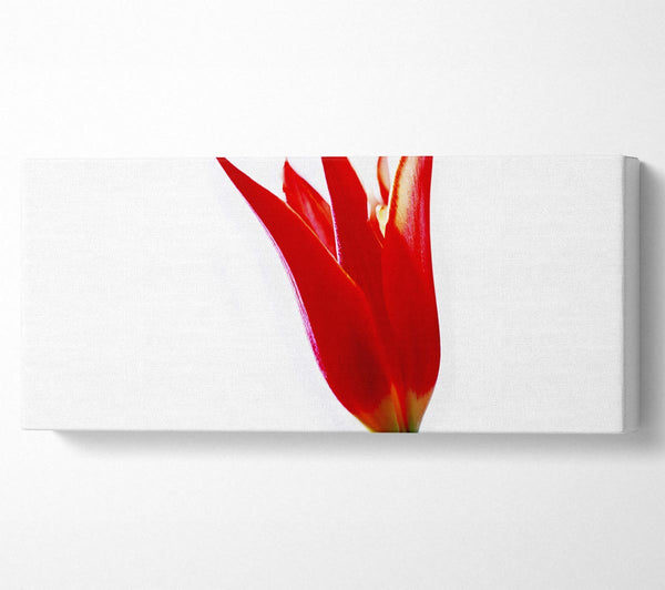 Einzelne Feuertulpe
