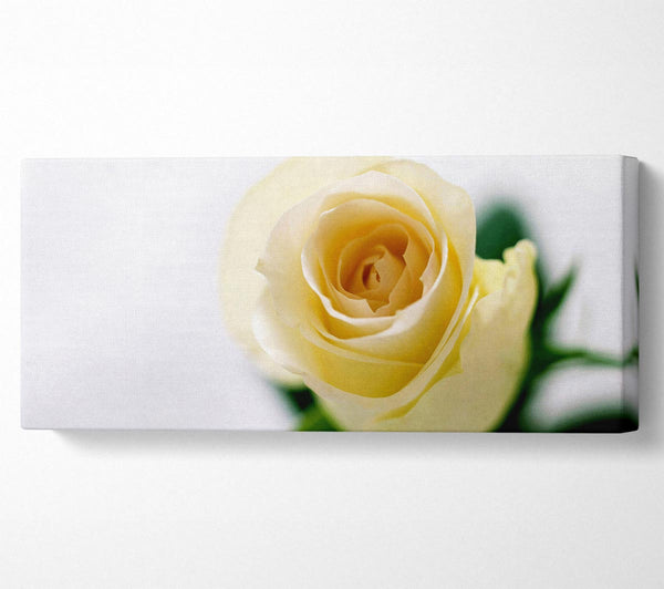 Einzelne cremefarbene Rose