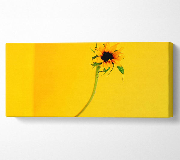 Mustard Sunflower