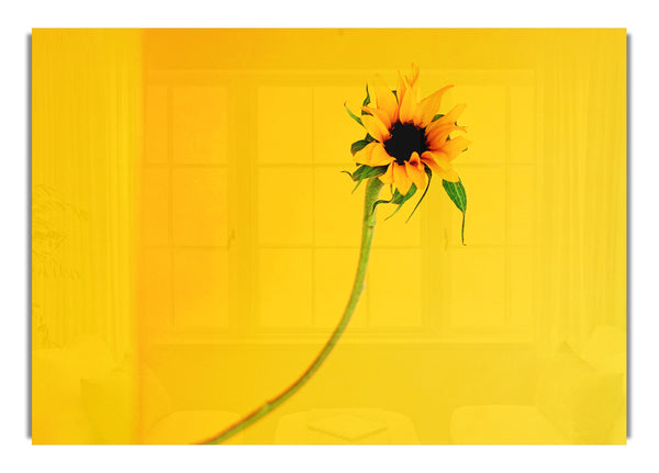Senf Sonnenblume