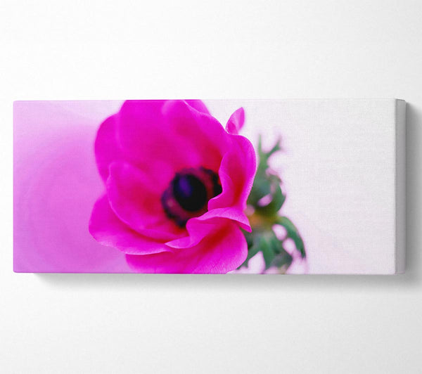 Pink Poppy Centre