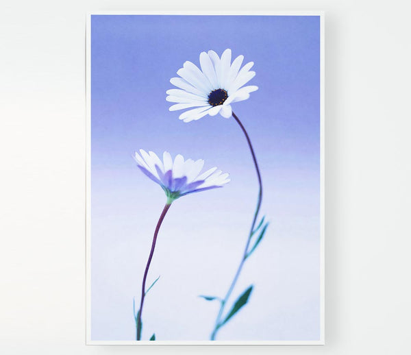 White Daisy Duo On Lilac Print Poster Wall Art