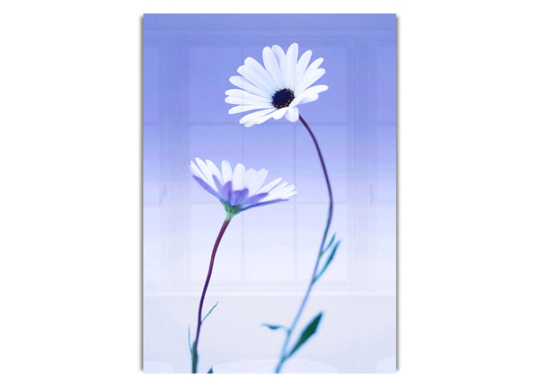 White Daisy Duo On Lilac