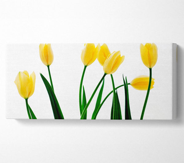 Yellow Tulip March