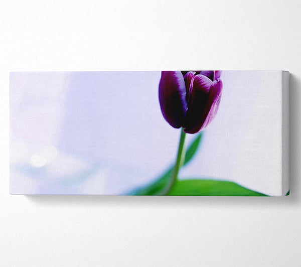 Einzelne lila Tulpe