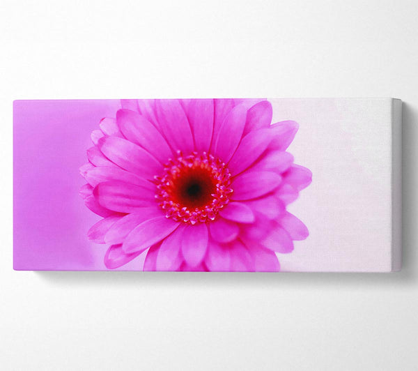 Pink On Pink Petals