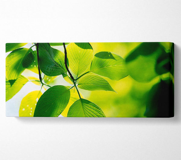 Green Leaves Sun Delight