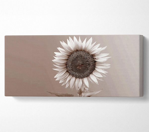 Sonnenblumenschokolade