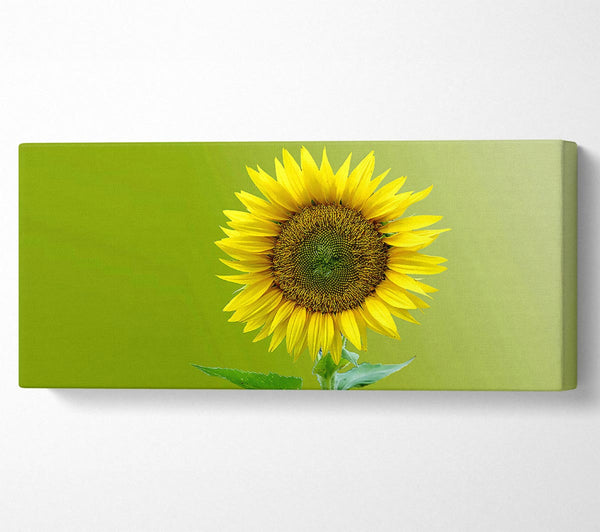 Einzelne Sonnenblume