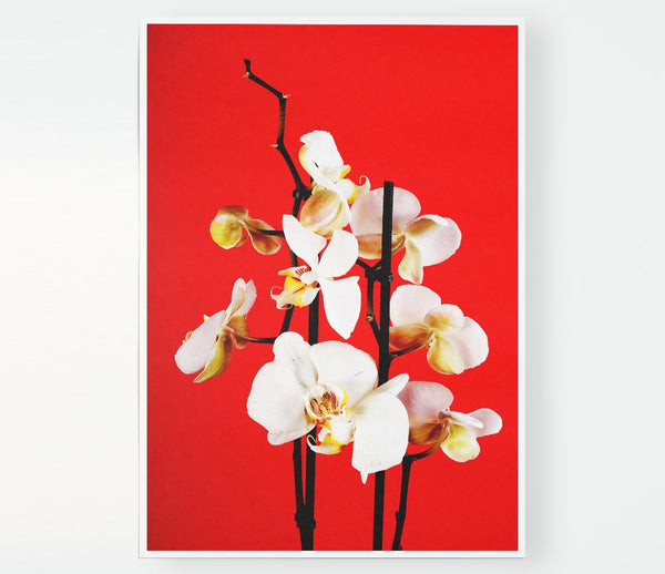 White Orchard Beauty On Red Print Poster Wall Art