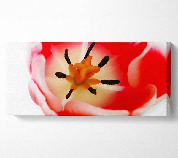 The Core Of A Tulip