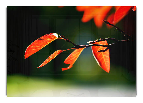 Orangefarbene Blätter im Sonnenlicht
