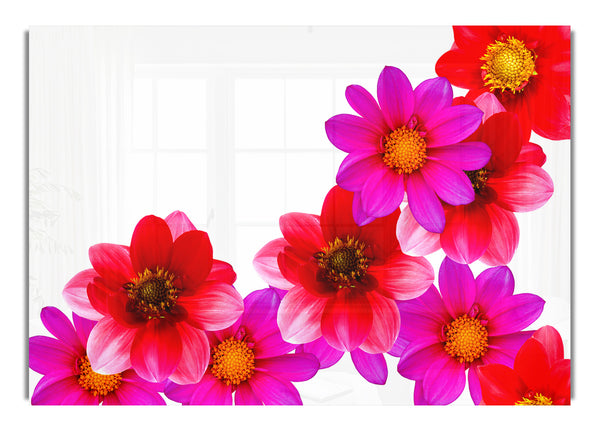 Rosa und rote Blütenköpfe