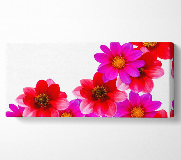 Pink And Red Flower Heads