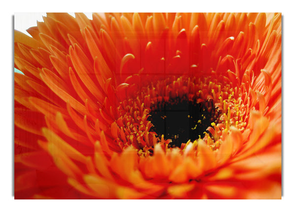 Orangefarbene Gerbera hautnah