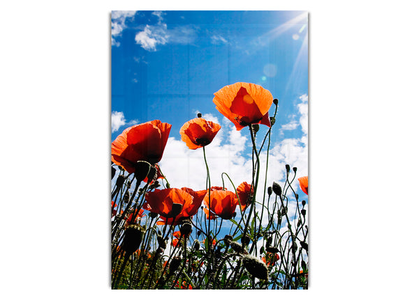 Orangefarbener Mohnhimmel