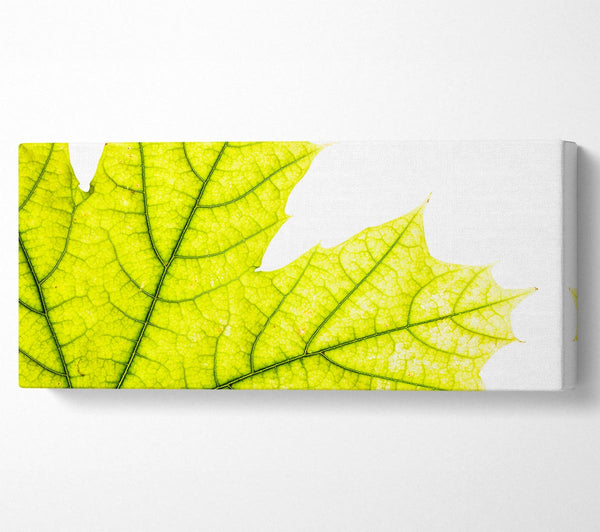 Prächtiges Blatt