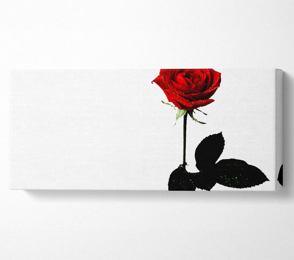 Die rote Rose der Liebenden