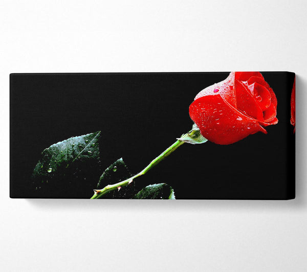 Die Liebe zu einer einzelnen roten Rose
