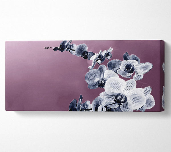 Löwenmaul Rosa