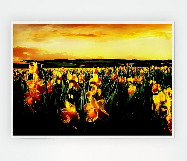 Field Of Golden Daffodils Print Poster Wall Art