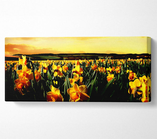 Field Of Golden Daffodils