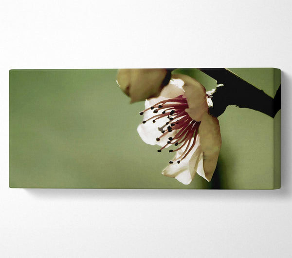 Green Apple Blossom