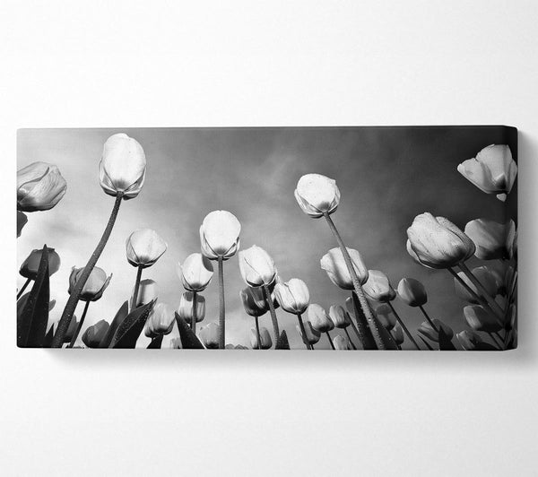 Schwarz-weißer Tulpenhimmel