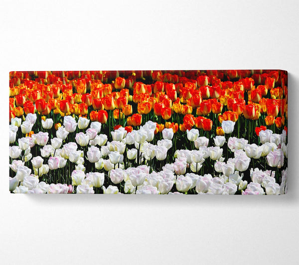 Gemischte Tulpenfelder