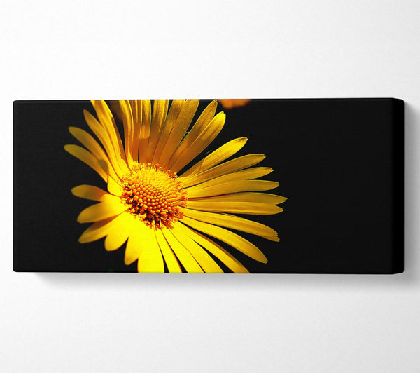 Golden Daisy Petals