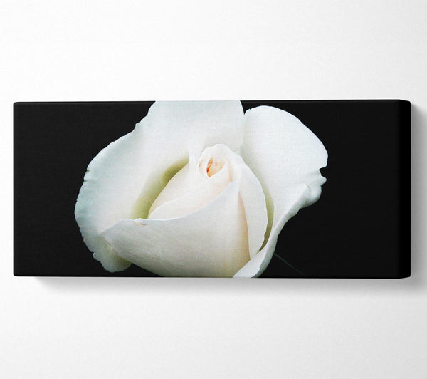 Weiße Rosenblüte