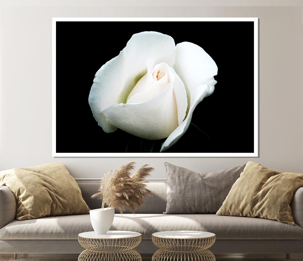 White Rose Blossom Print Poster Wall Art