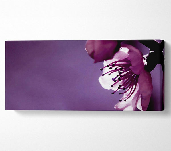 Purple Apple Blossom