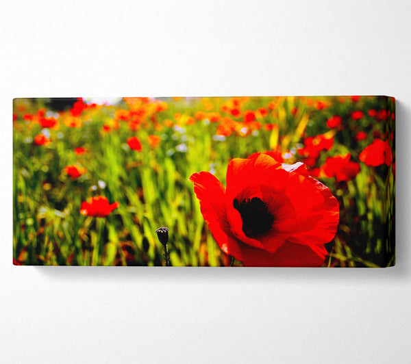 Red Poppy Fields In Golden Sunlight