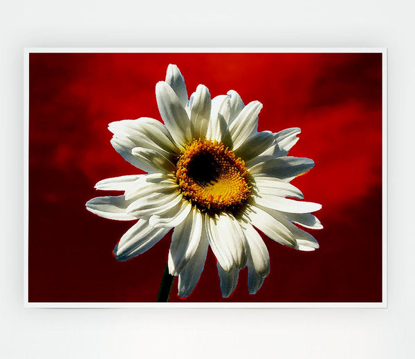 White Daisy On Red Print Poster Wall Art