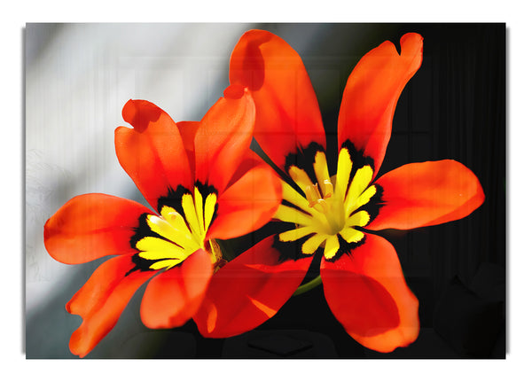 Schönheiten mit orangefarbenen Blütenblättern