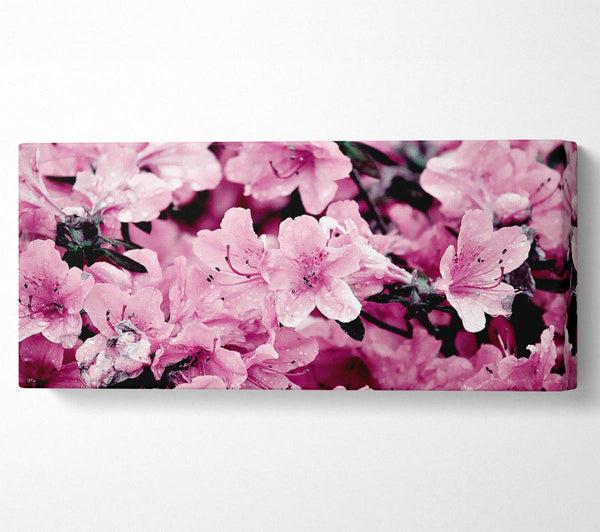Pink Ocean Spray