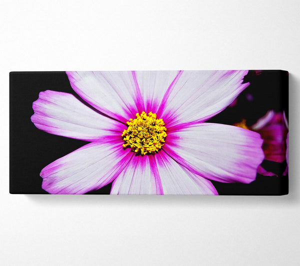 Pink Petal Stunner