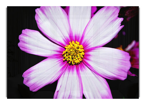 Pink Petal Stunner