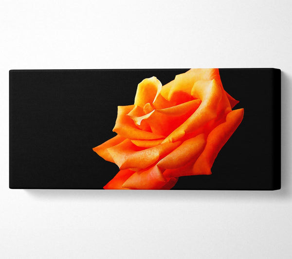Einzelne orange Rose in voller Blüte