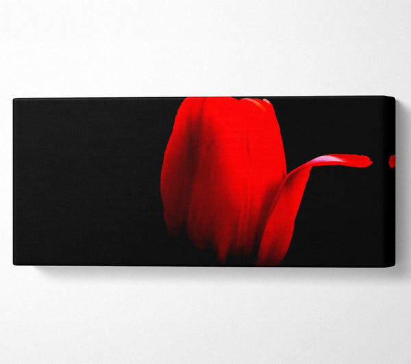 Fire Red Tulip Petal