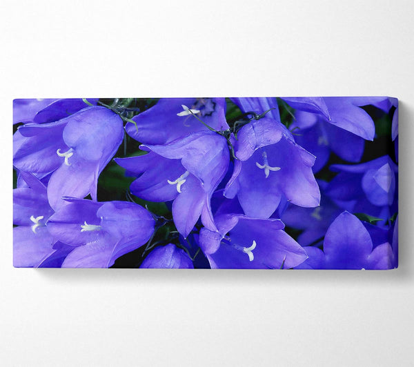 Purple Bluebells