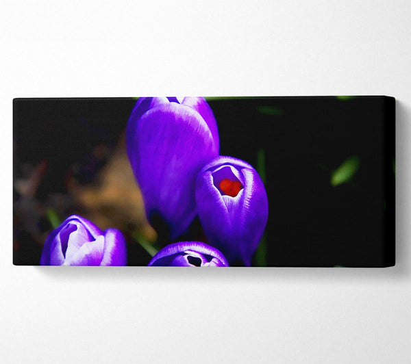 Purple Crocus Delight